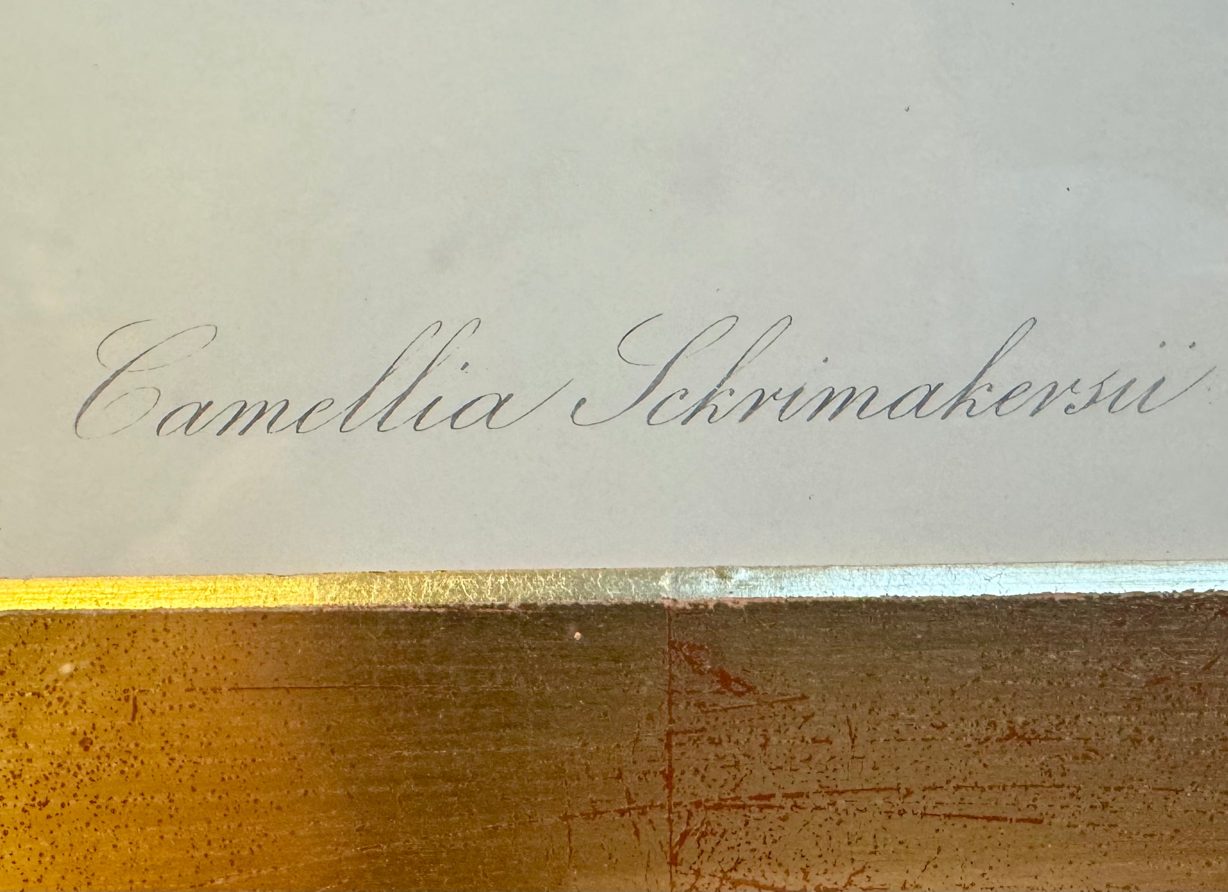 Gold/Black Frame w/ A Red & Pink Camellia Flower